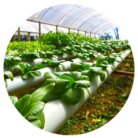 Lettuce being grown in greenhouse